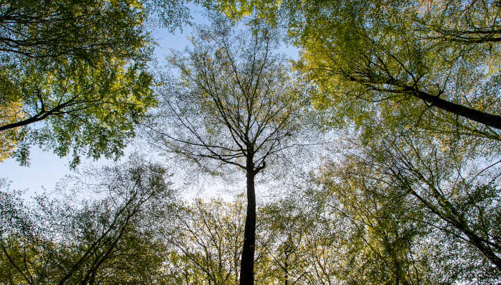 En mars sur RCF : l'évolution des forêts
